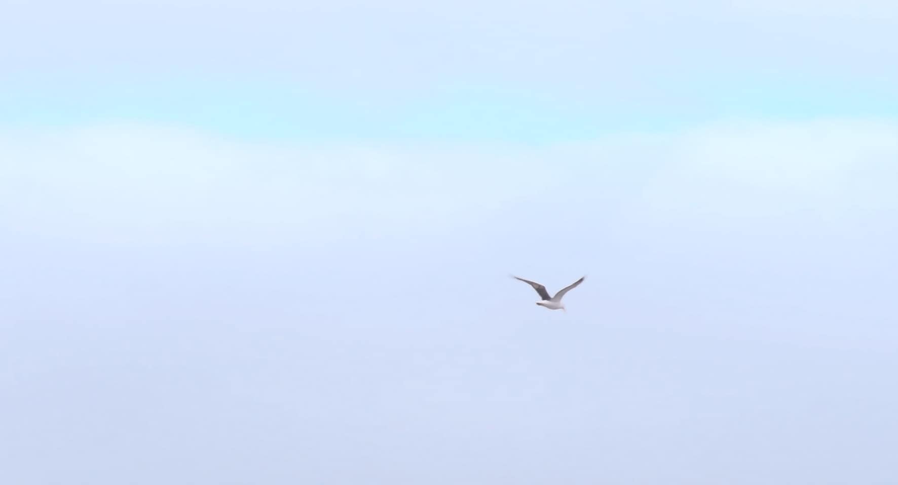 Gaviota en el cielo